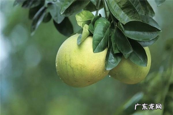 为什么要洗柚子水,柚子皮洗澡有什么用 柚子皮烧成灰的作用