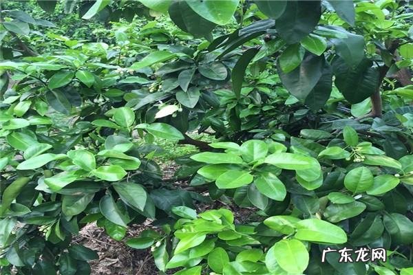 为什么要洗柚子水,柚子皮洗澡有什么用 柚子皮烧成灰的作用