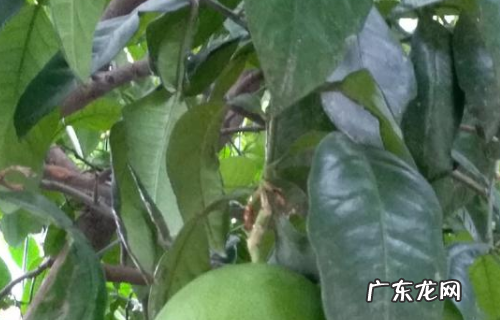 为什么要洗柚子水,柚子皮洗澡有什么用 柚子皮烧成灰的作用