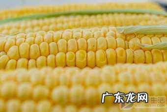 爆米花是玉米做的吗,普通玉米能做爆米花