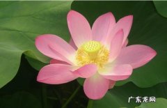 莲字的寓意及象征,莲有哪些象征意义