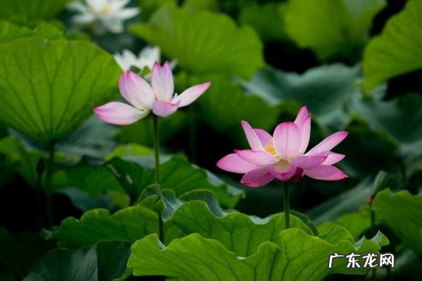 莲字的寓意及象征,莲有哪些象征意义