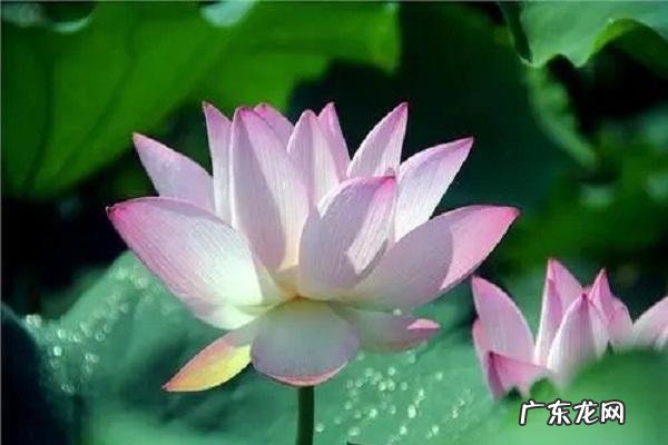 莲字的寓意及象征,莲有哪些象征意义