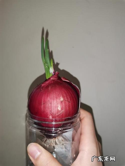长芽的洋葱能不能吃了,紫洋葱发芽了还能吃