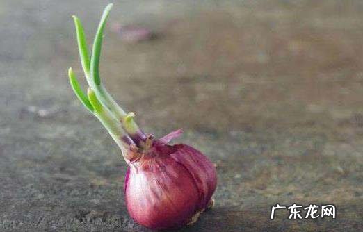 长芽的洋葱能不能吃了,紫洋葱发芽了还能吃