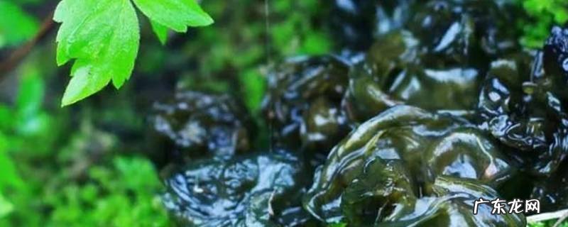 洗好的地皮菜怎么长期保存 地皮菜咋保存