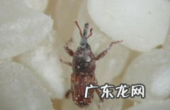 床上出现米虫怎么处理,床上有乳白色的小虫子怎么办