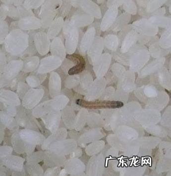 床上出现米虫怎么处理,床上有乳白色的小虫子怎么办