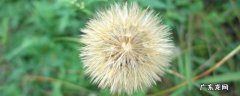 巨型蒲公英叫什么 黄花婆罗门参