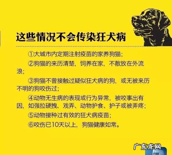 被狗狗抓伤怎么办,被小狗狗抓伤了怎么办