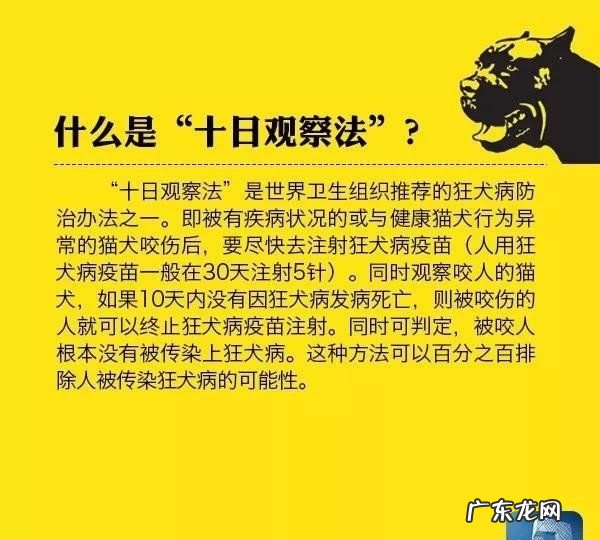 被狗狗抓伤怎么办,被小狗狗抓伤了怎么办