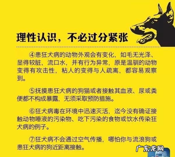被狗狗抓伤怎么办,被小狗狗抓伤了怎么办