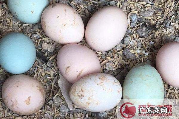 珍珠鸡蛋和普通鸡蛋的区别,珍珠鸡和普通鸡蛋的区别
