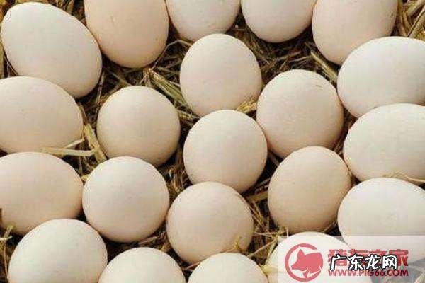 珍珠鸡蛋和普通鸡蛋的区别,珍珠鸡和普通鸡蛋的区别