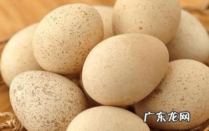 珍珠鸡蛋和普通鸡蛋的区别,珍珠鸡和普通鸡蛋的区别