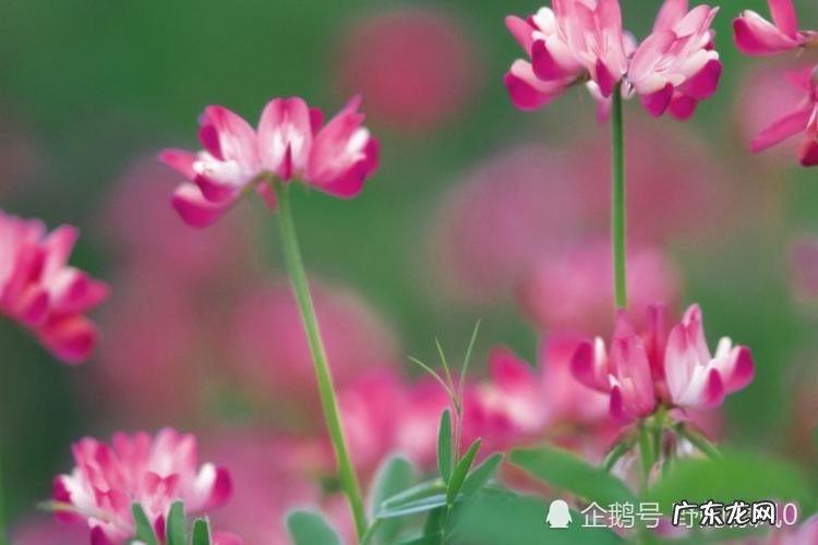 雨过天晴打一生肖,雨过天晴看四九是什么生肖