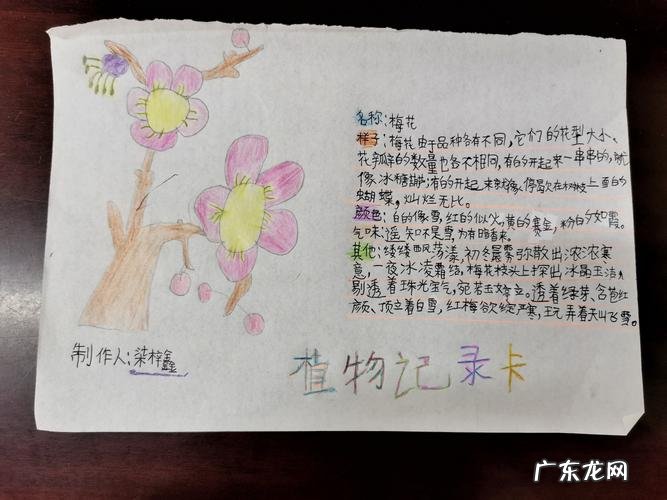 牡丹植物记录卡怎么写,植物记录卡怎么做三年级