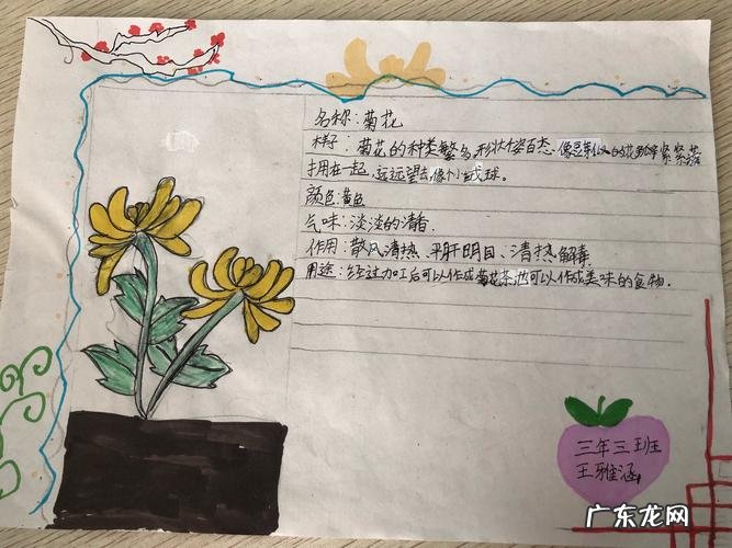牡丹植物记录卡怎么写,植物记录卡怎么做三年级