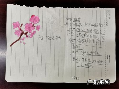 牡丹植物记录卡怎么写,植物记录卡怎么做三年级