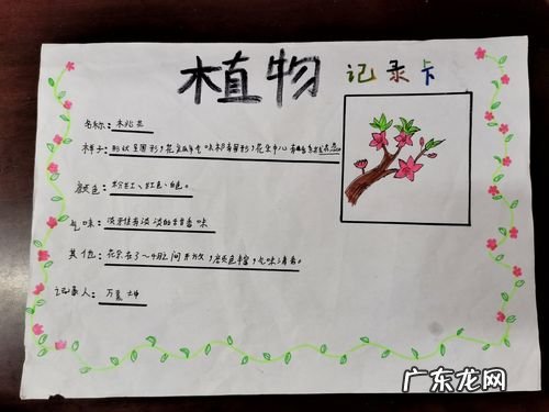 牡丹植物记录卡怎么写,植物记录卡怎么做三年级