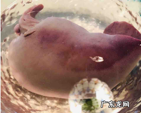 猪肝怎么凉拌好吃,在家如何卤猪肝