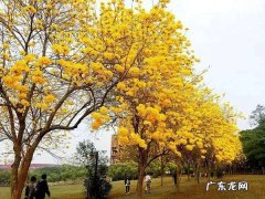 春天开黄花的树,一棵树春天开满黄色的花是什么树
