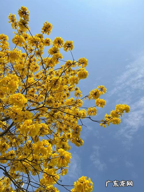 春天开黄花的树,一棵树春天开满黄色的花是什么树