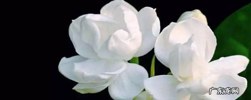 茉莉花能不能驱蚊子 茉莉花驱蚊子吗