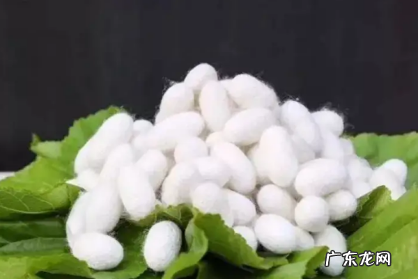 桑蚕丝和榨蚕丝有什么区别,柞蚕丝和桑蚕丝区别