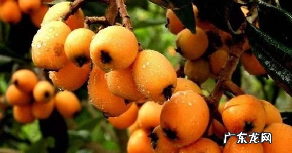 枇杷什么时候成熟季节北方,月份的枇杷是反季
