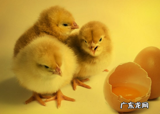 chicken是鸡的统称,常见动物英文名称大全