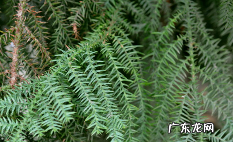 杉字的寓意和象征,杉的意思