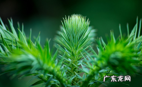 杉字的寓意和象征,杉的意思