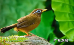 选生头画眉打鸟该怎么选,画眉鸟8种鸟的口诀是什么意思