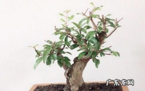 盆栽石榴树怎么打顶,盆栽石榴树什么季节打顶
