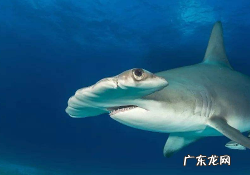 身上有斑点的鲨鱼叫什么,老人与海中的星鲨和铲鼻鲨的区别是什么