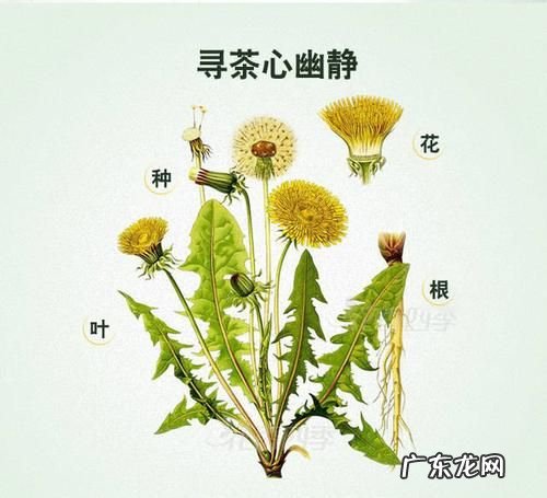 蒲公英和什么相克,丹参和蒲公英相克