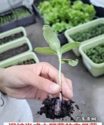 木耳菜种子的催芽方法,木耳菜怎样才发芽