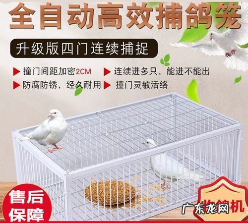 捕捉鸽子用什么工具,抓鸽子的方法