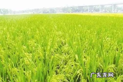 长江三角洲种植什么,长江三角洲地区被称为鱼米之乡的自然条件