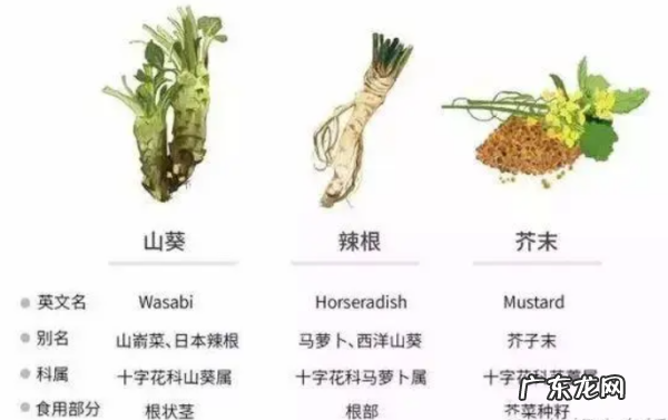 山葵和芥末是一种东西,山葵酱和芥末的区别是什么