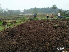 蚯蚓粪养花怎么用,蚯蚓粪适合养哪些花