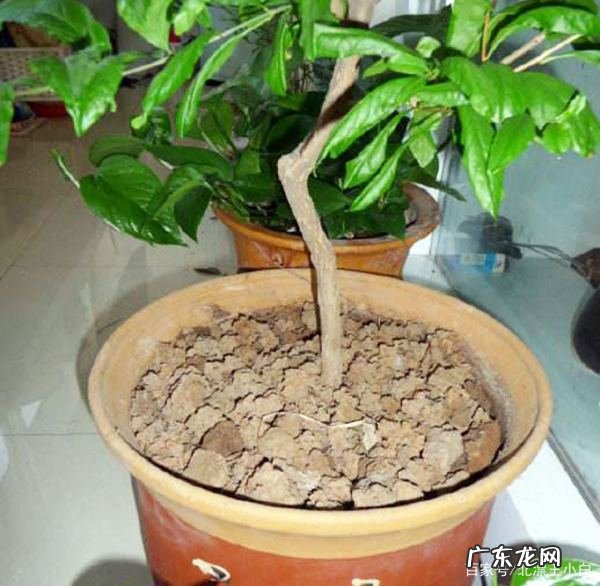 蚯蚓粪养花怎么用,蚯蚓粪适合养哪些花
