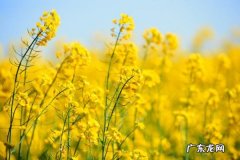 白菜花属于什么植物,白菜花有几个雄蕊