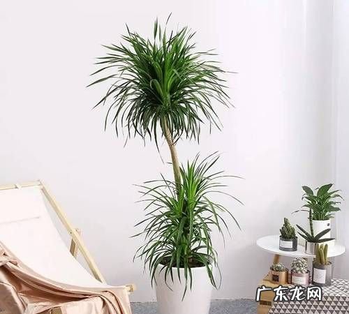 龙血树的养殖方法和注意事项,龙血树的养殖方法和注意事项