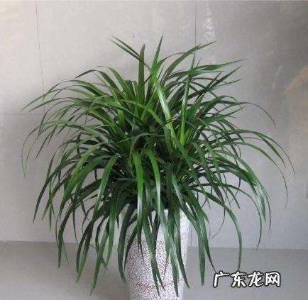 龙血树的养殖方法和注意事项,龙血树的养殖方法和注意事项