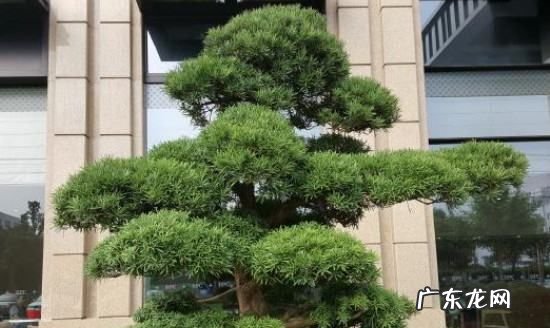 罗汉松0下10度能过冬吗?,罗汉松在零下多少度可以存活 罗汉松零下多少度会冻死