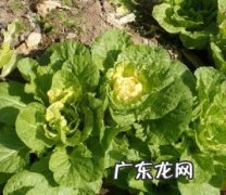 大白菜是不是植物,白菜是属于什么科的植物