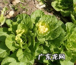 大白菜是不是植物,白菜是属于什么科的植物