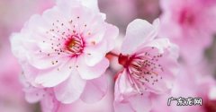 桃花是什么颜色,桃花有几种颜色